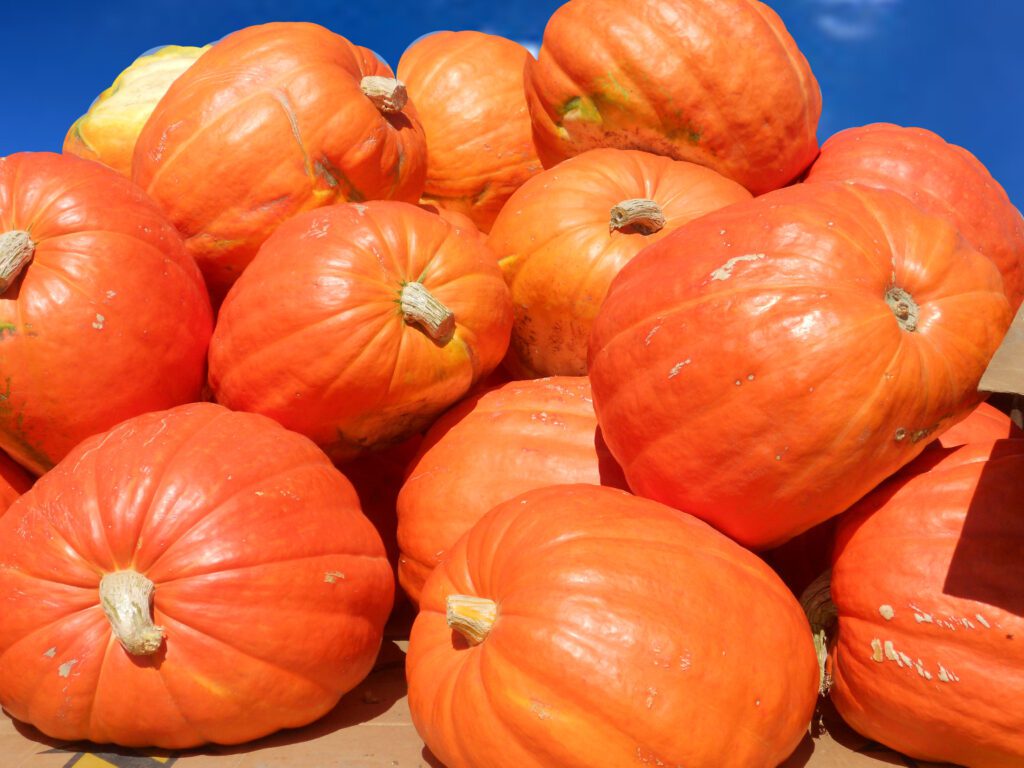 a pile of pumpkins