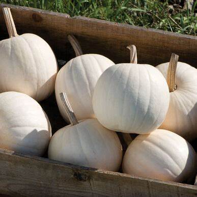 snowball pumpkins