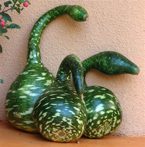 swan gourds