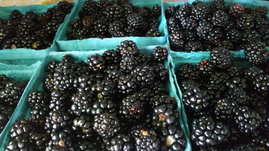 cartons full of blackberries