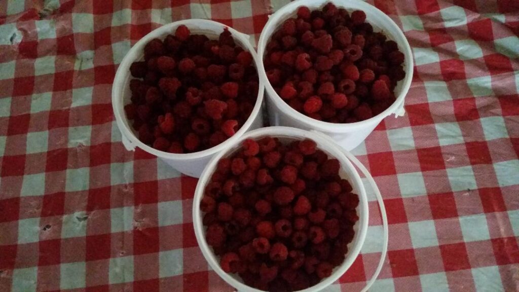 buckets full of raspberries