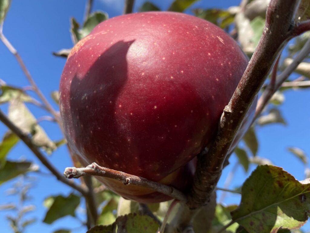 jonastar apple