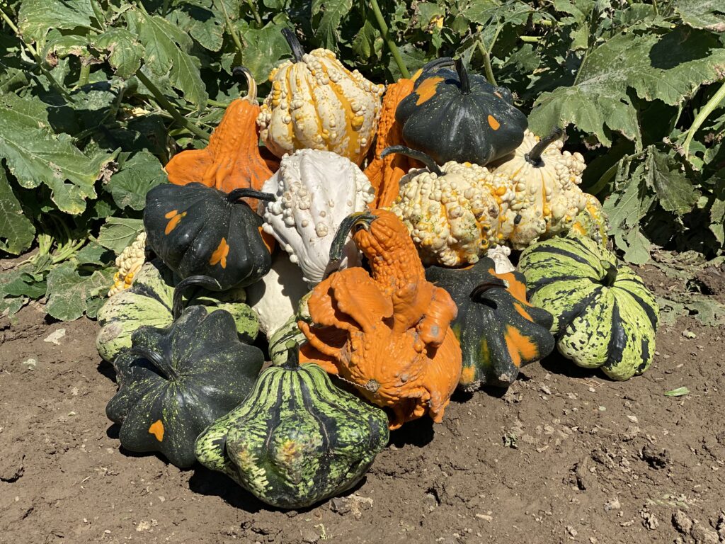 a pile of oh my gourds